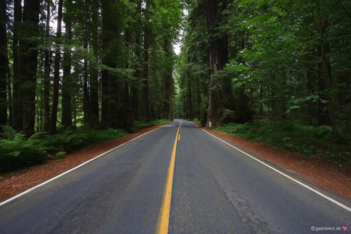 Avenue of the Giants