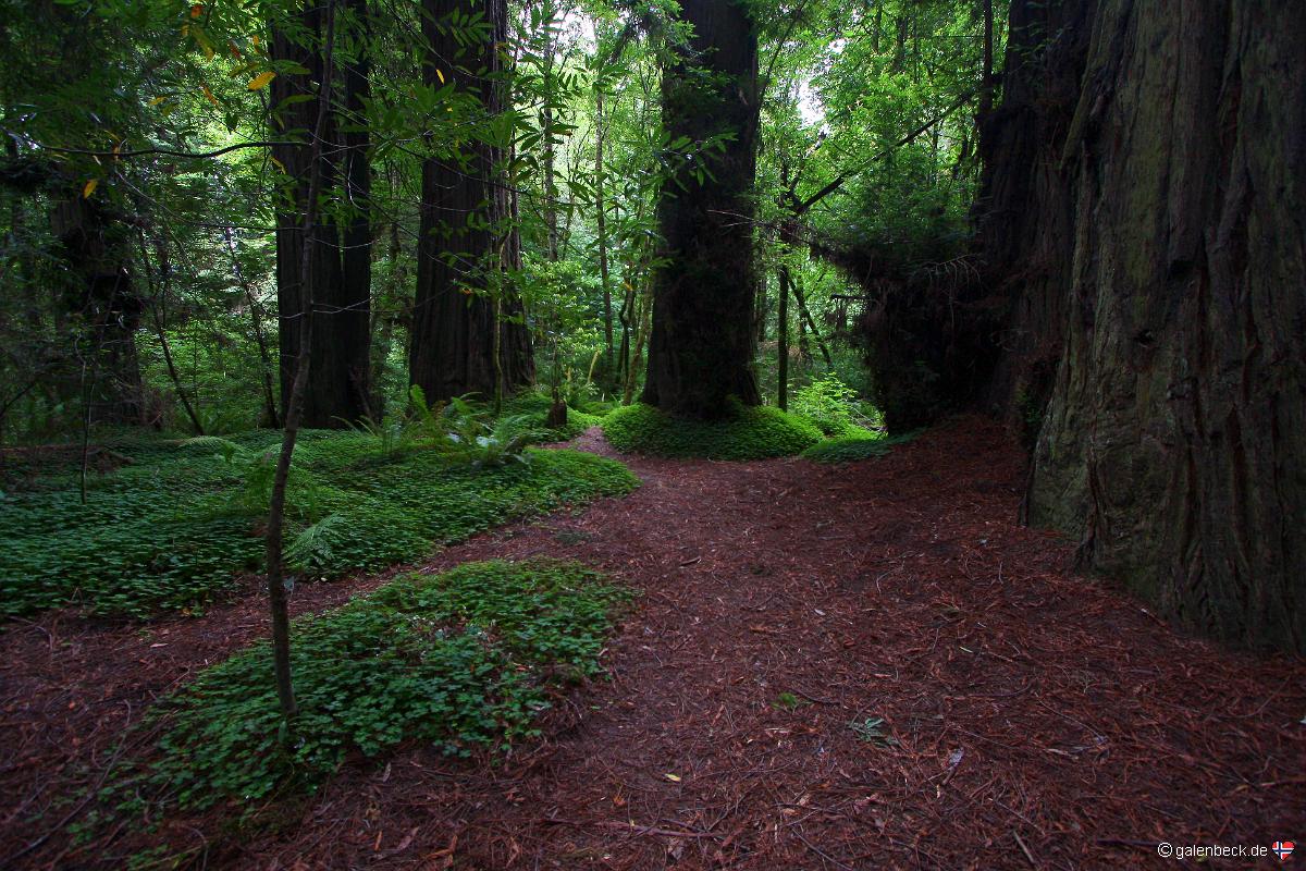 Avenue of the Giants