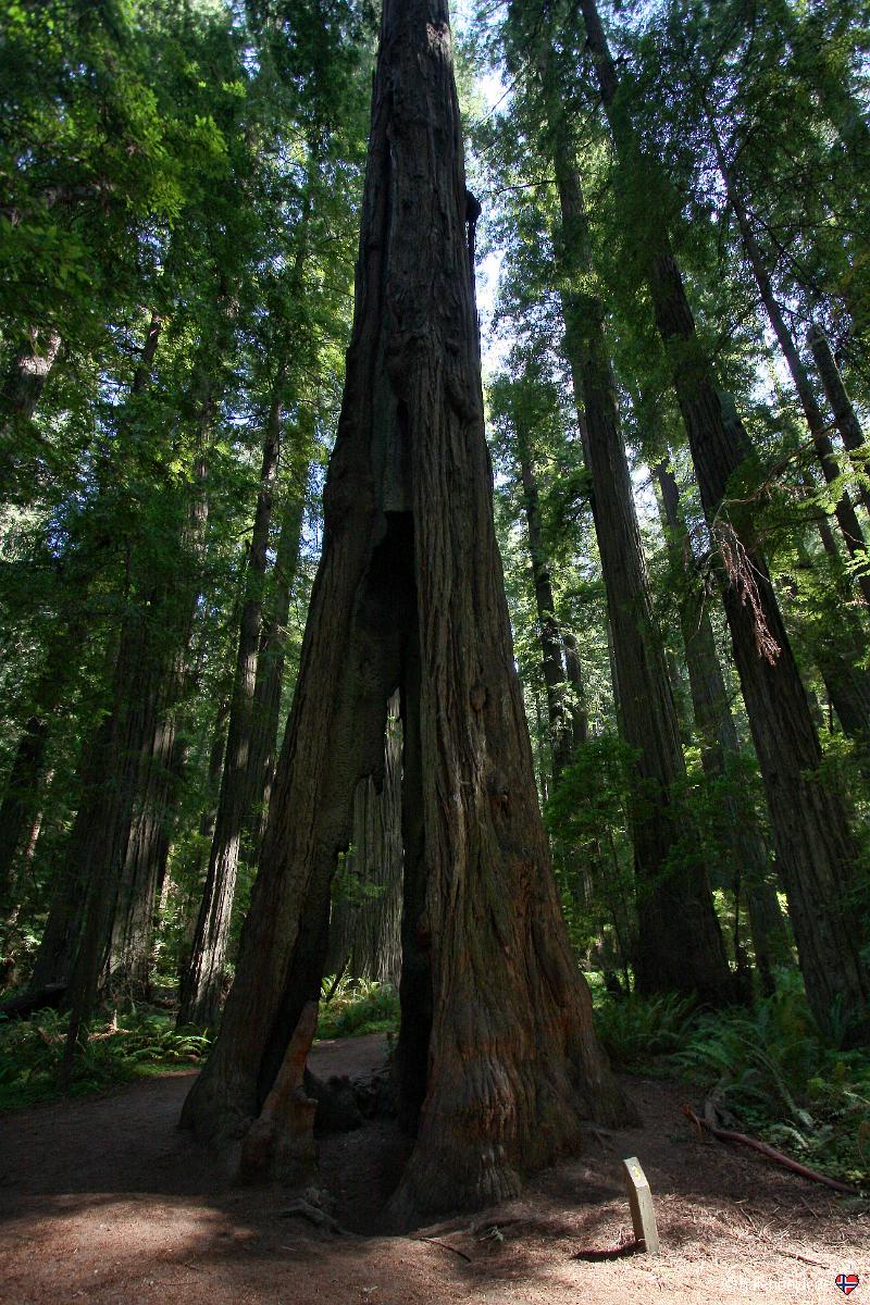 Avenue of the Giants