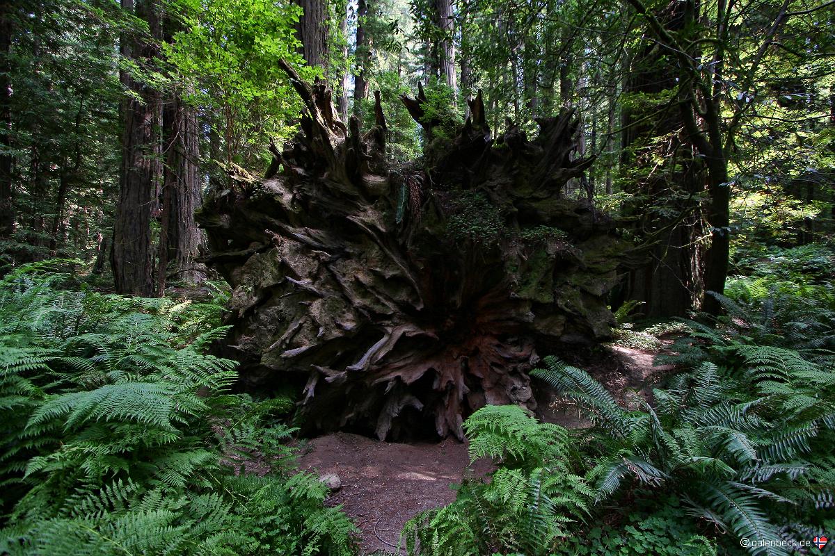 Avenue of the Giants