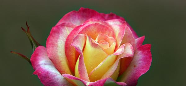 Rose Garden Golden Gate Park