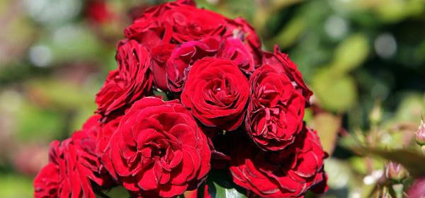 International Rose Test Garden