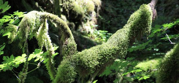 Oneonta Gorge
