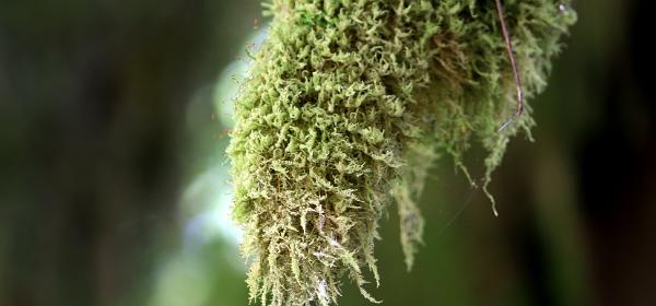 Hoh Rain Forest Olympic National_Park