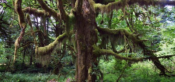 Lake Quinault Shore Loop