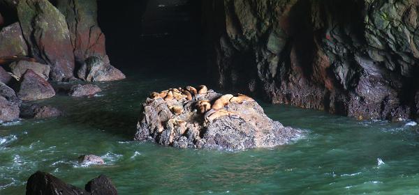 Sea Lion Caves