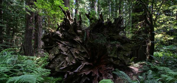 Avenue of the Giants