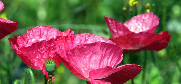 University of California Botanical Garden
