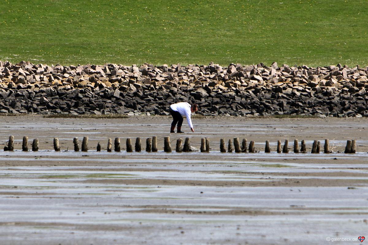 Nationalpark Wattenmeer Friedrichskoog