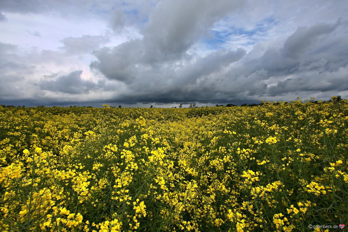 Rapsblüte Dithmarschen