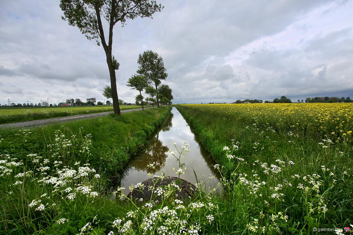 Rapsblüte Dithmarschen