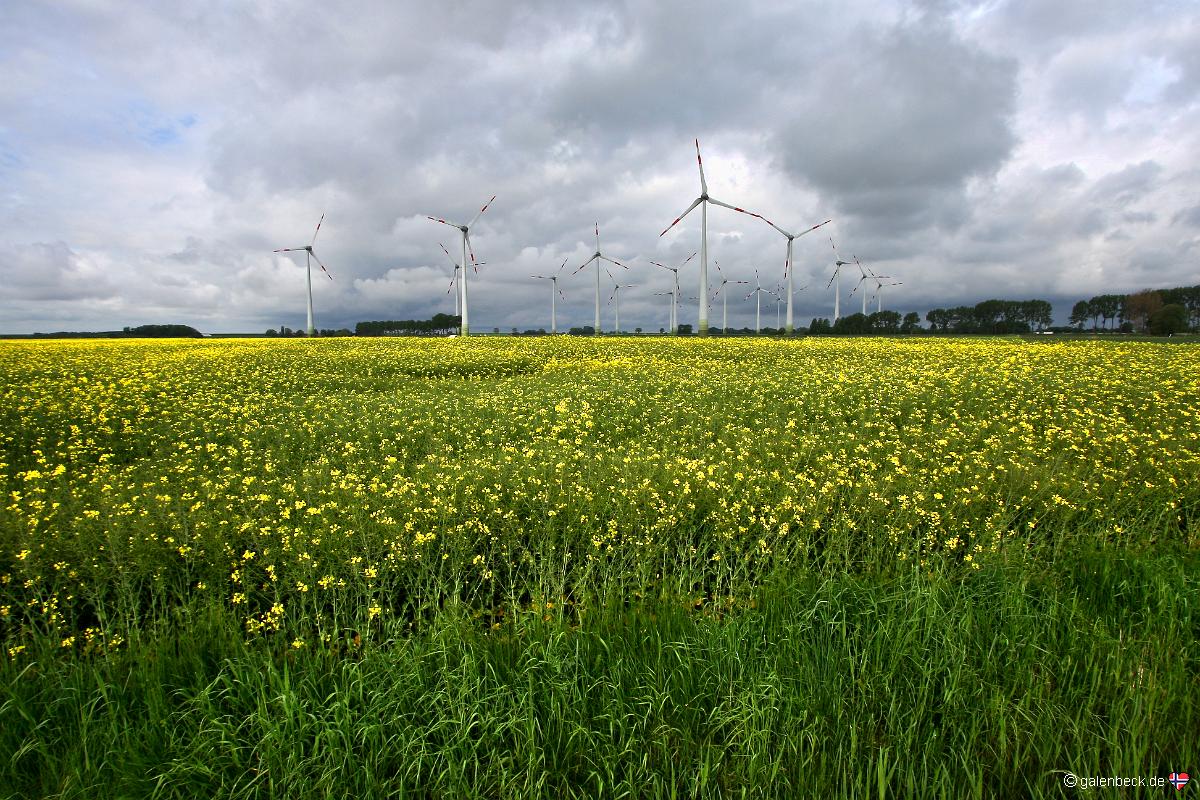 Rapsblüte Dithmarschen