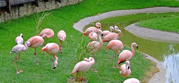 Zoo Salzburg 01