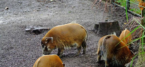 Zoo Salzburg 08