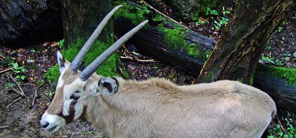 Zoo Salzburg 11