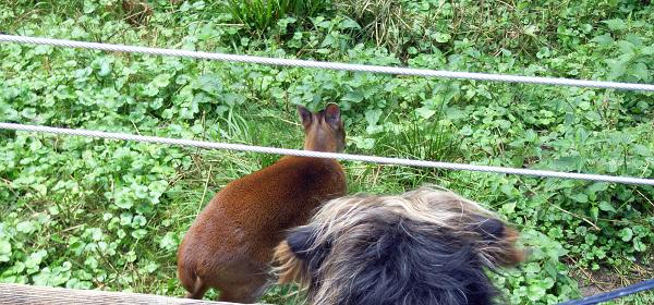 Zoo Salzburg 22