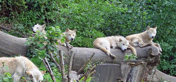 Zoo Salzburg 24
