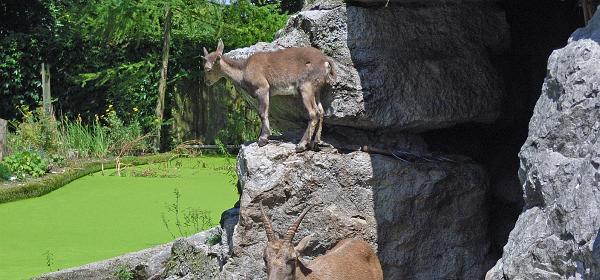 Zoo Salzburg 34