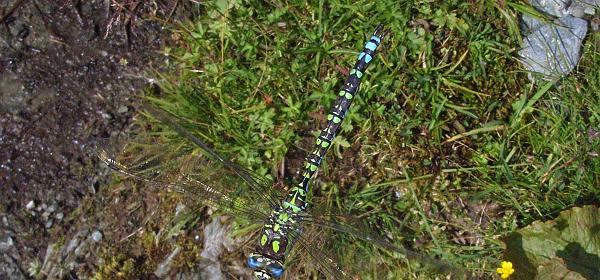 Hochalmbahn Rauris 16