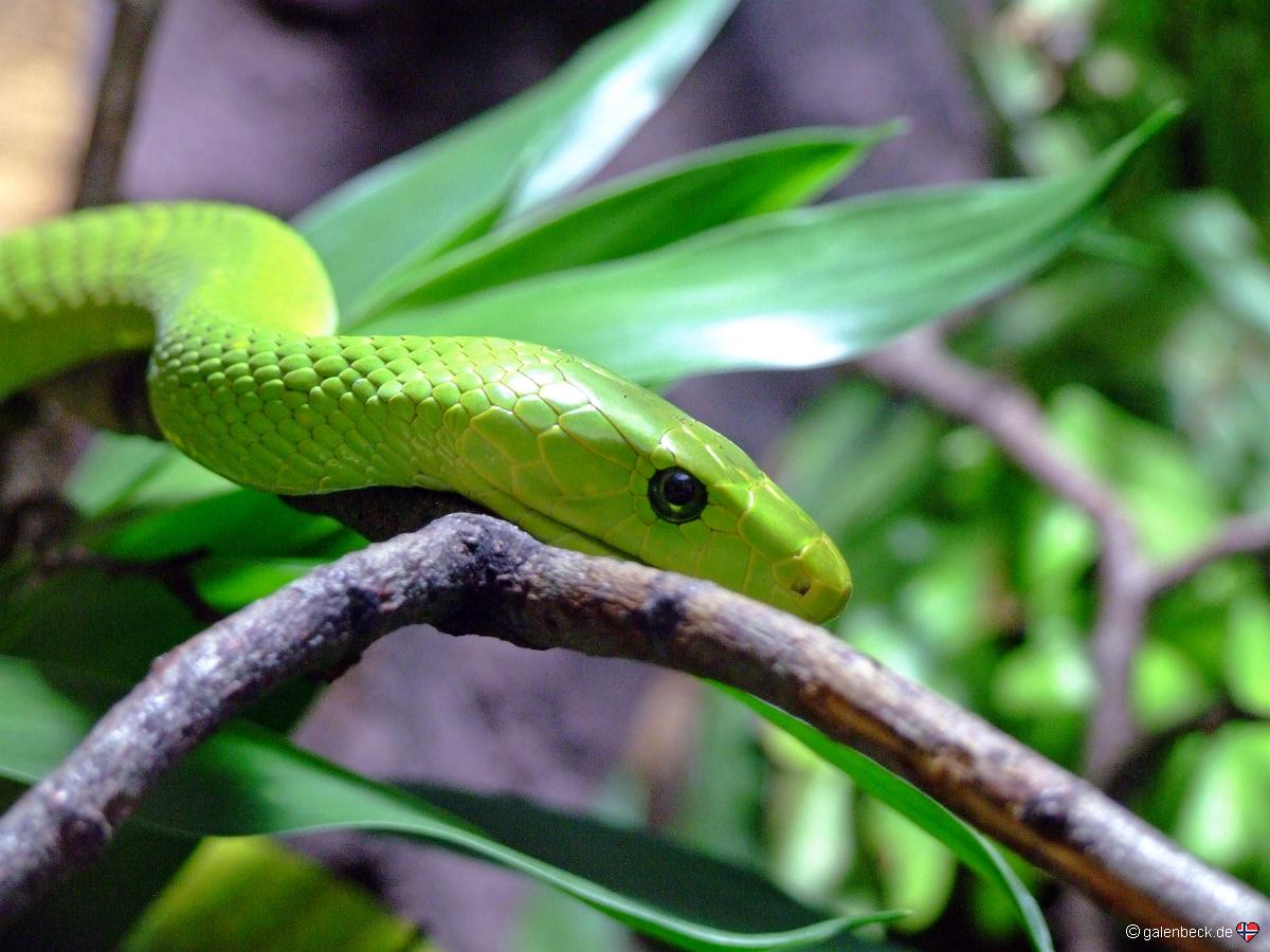 Zoo München