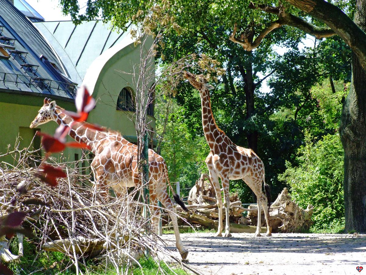 Zoo München