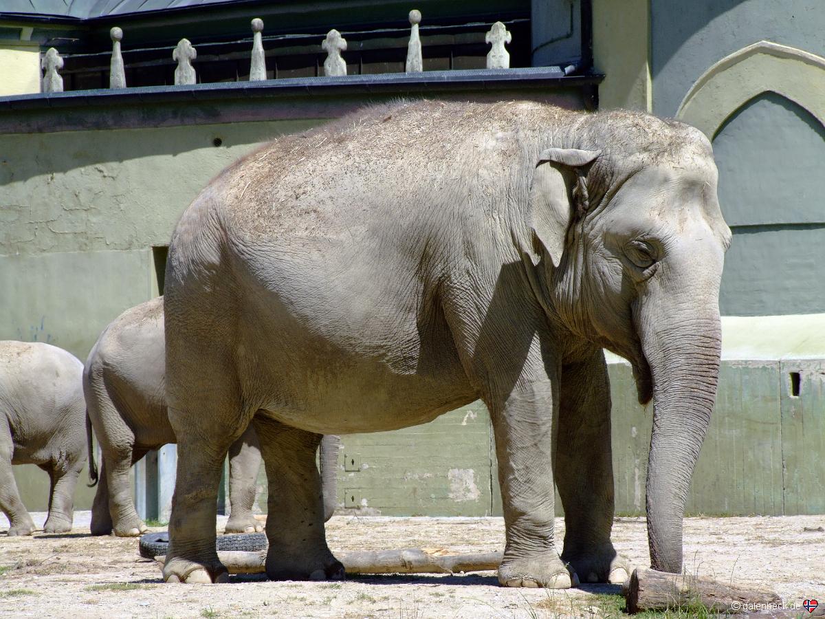 Zoo München