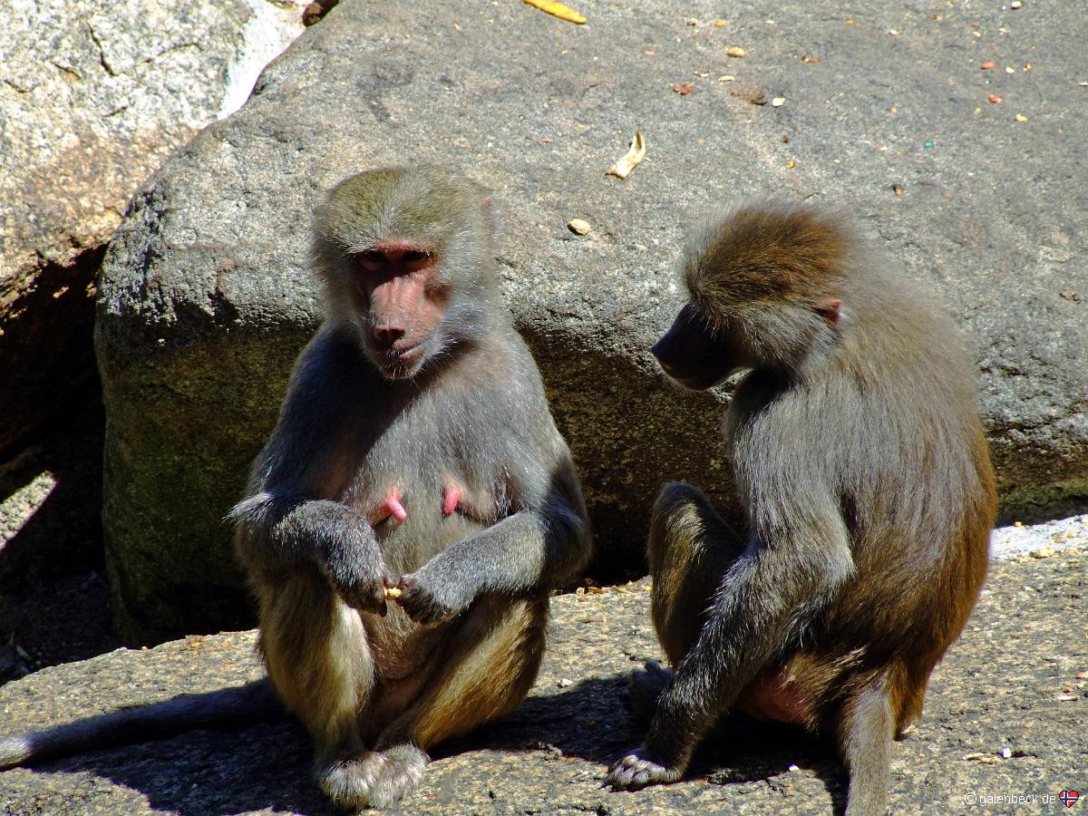 Zoo München