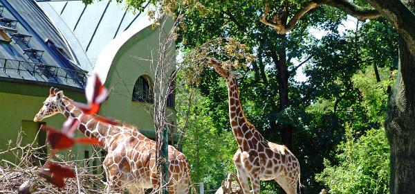 Zoo Muenchen 14