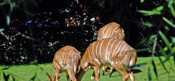 Zoo Muenchen 27