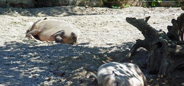Zoo Muenchen 31