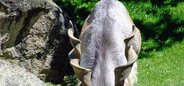 Zoo Muenchen 33