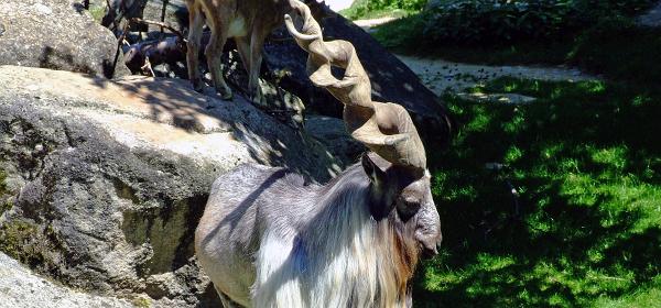 Zoo Muenchen 34