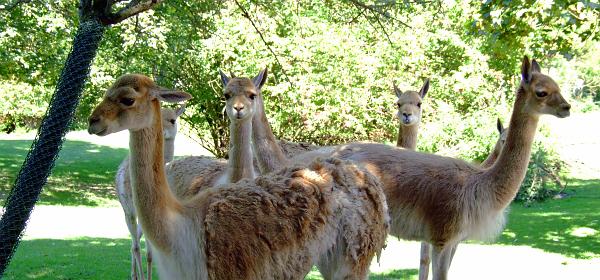 Zoo Muenchen 43