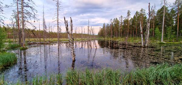 Moor an der E45