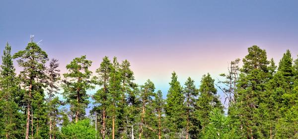 Korppivuono