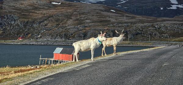 Snefjord