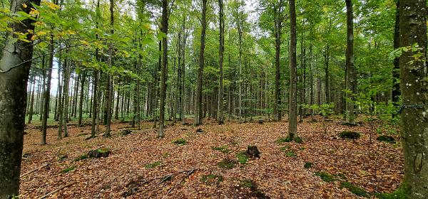 Pilze sammeln
