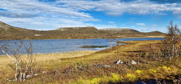 Vinjevegen