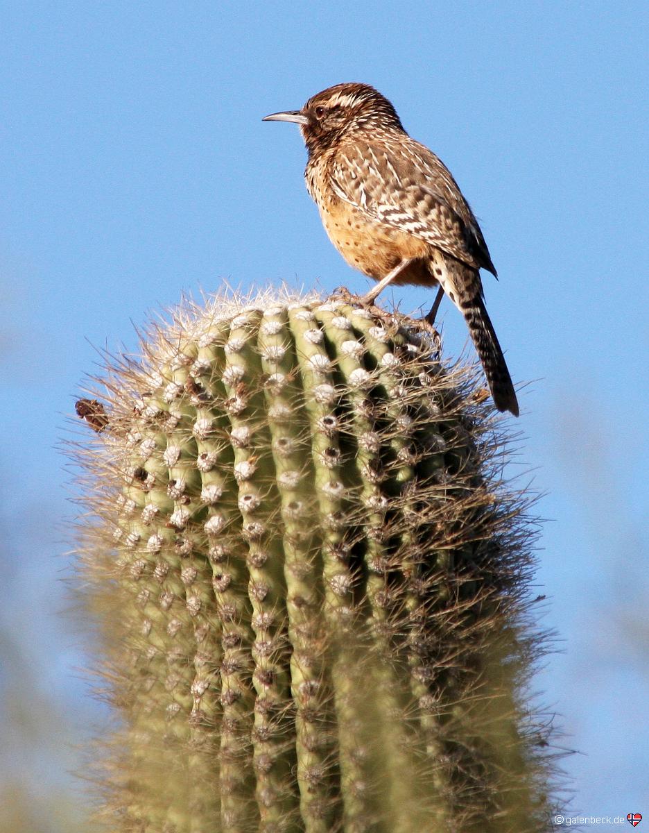 Botanical Garden Phoenix