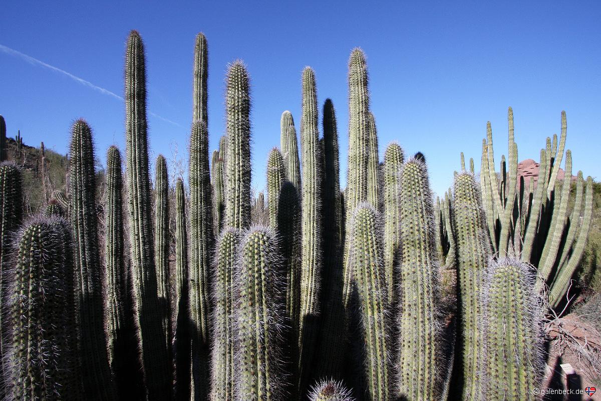 Botanical Garden Phoenix