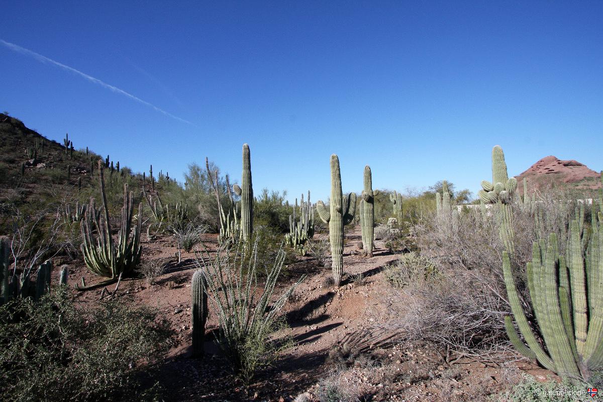 Botanical Garden Phoenix