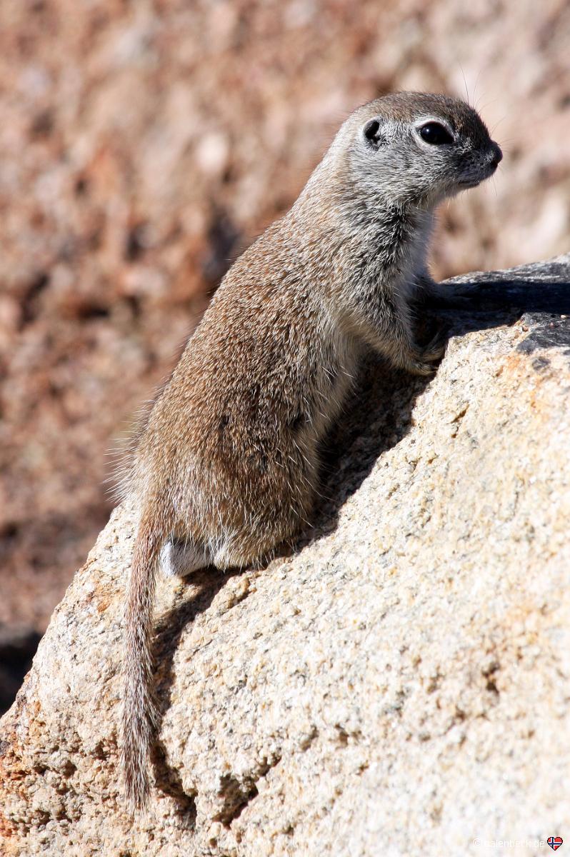 Arizona Roundtail Ground Squirrel