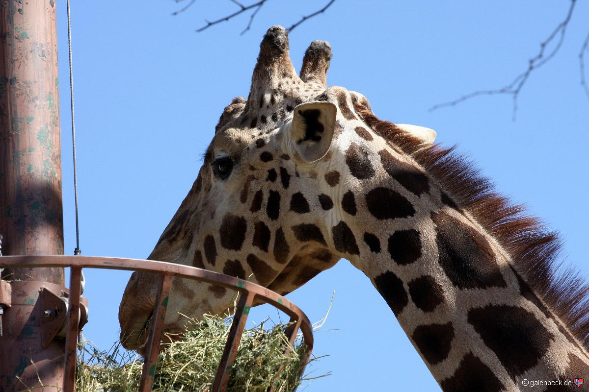 Zoo Phoenix