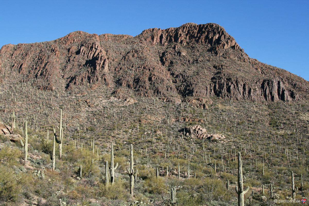 Saguaro National Park