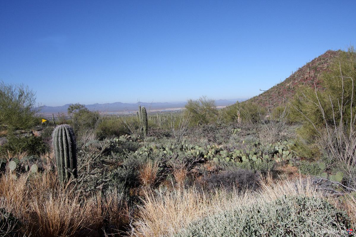 Saguaro National Park