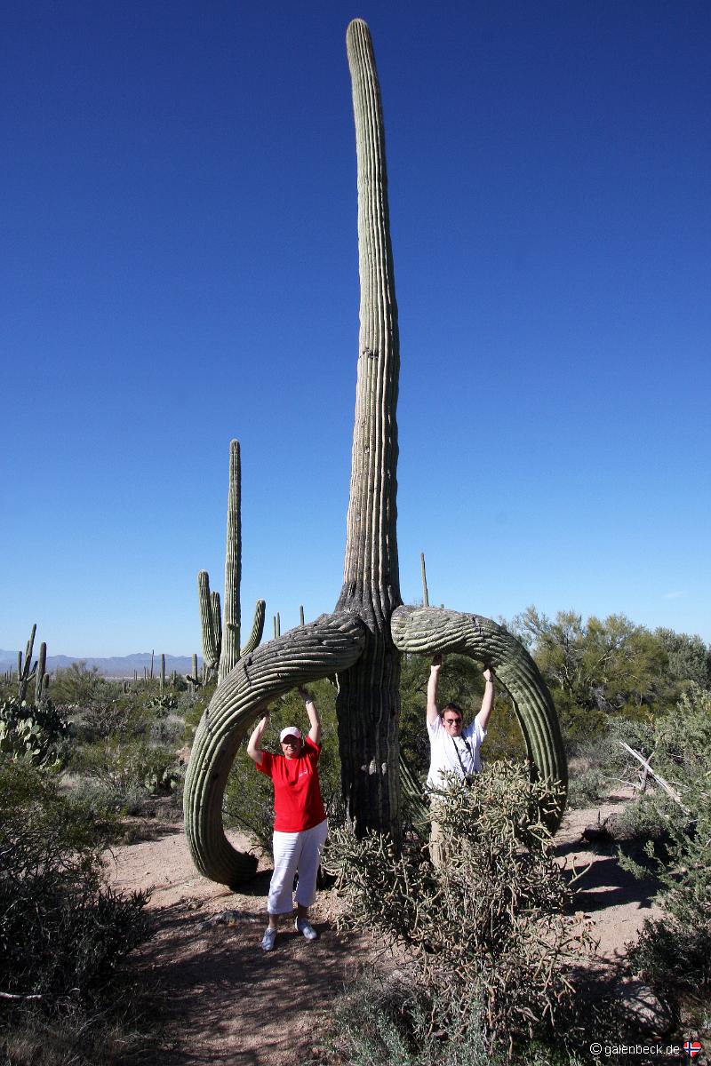 Saguaro National Park