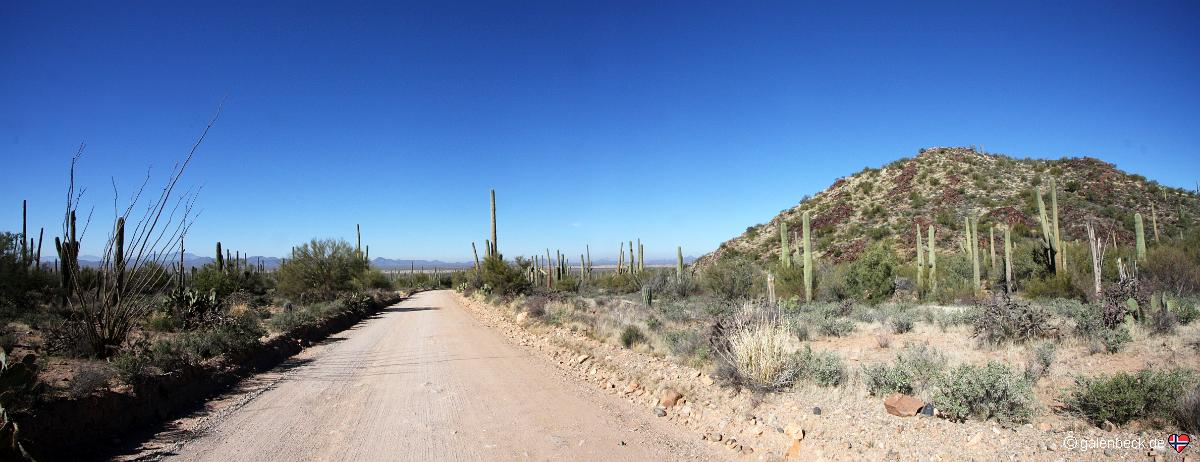 Saguaro National Park