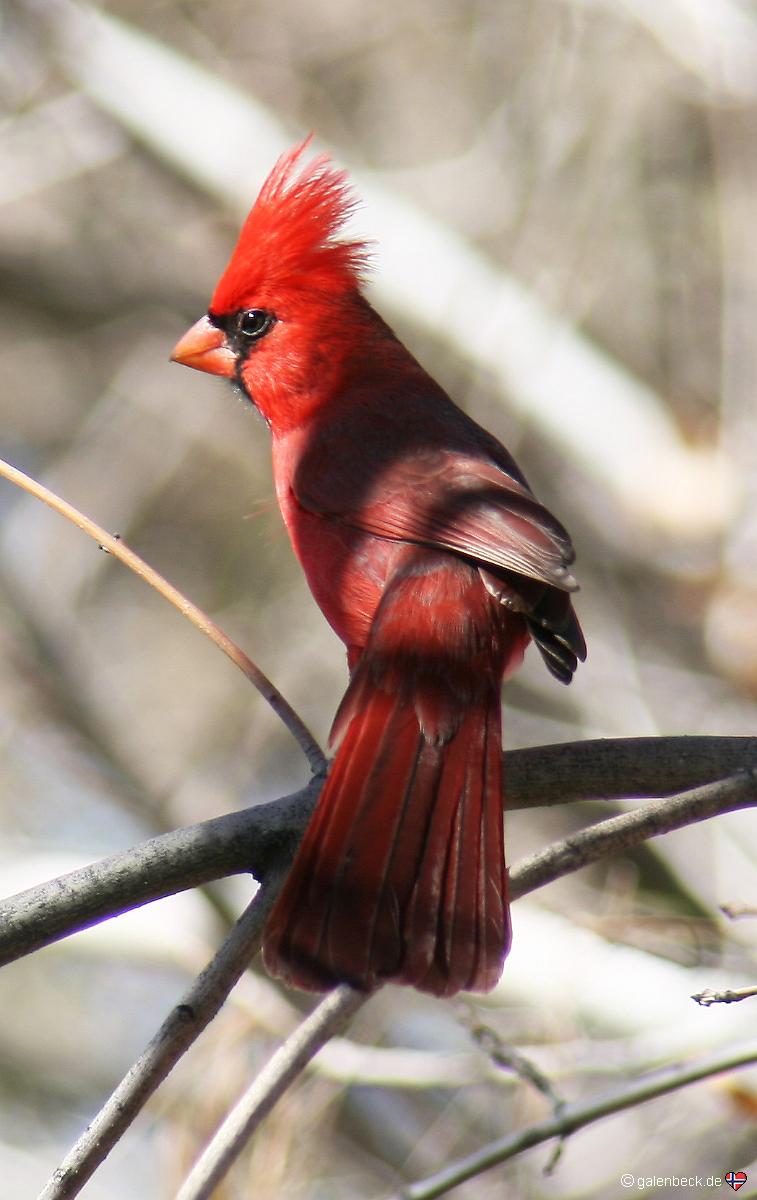 Roter Kardinal