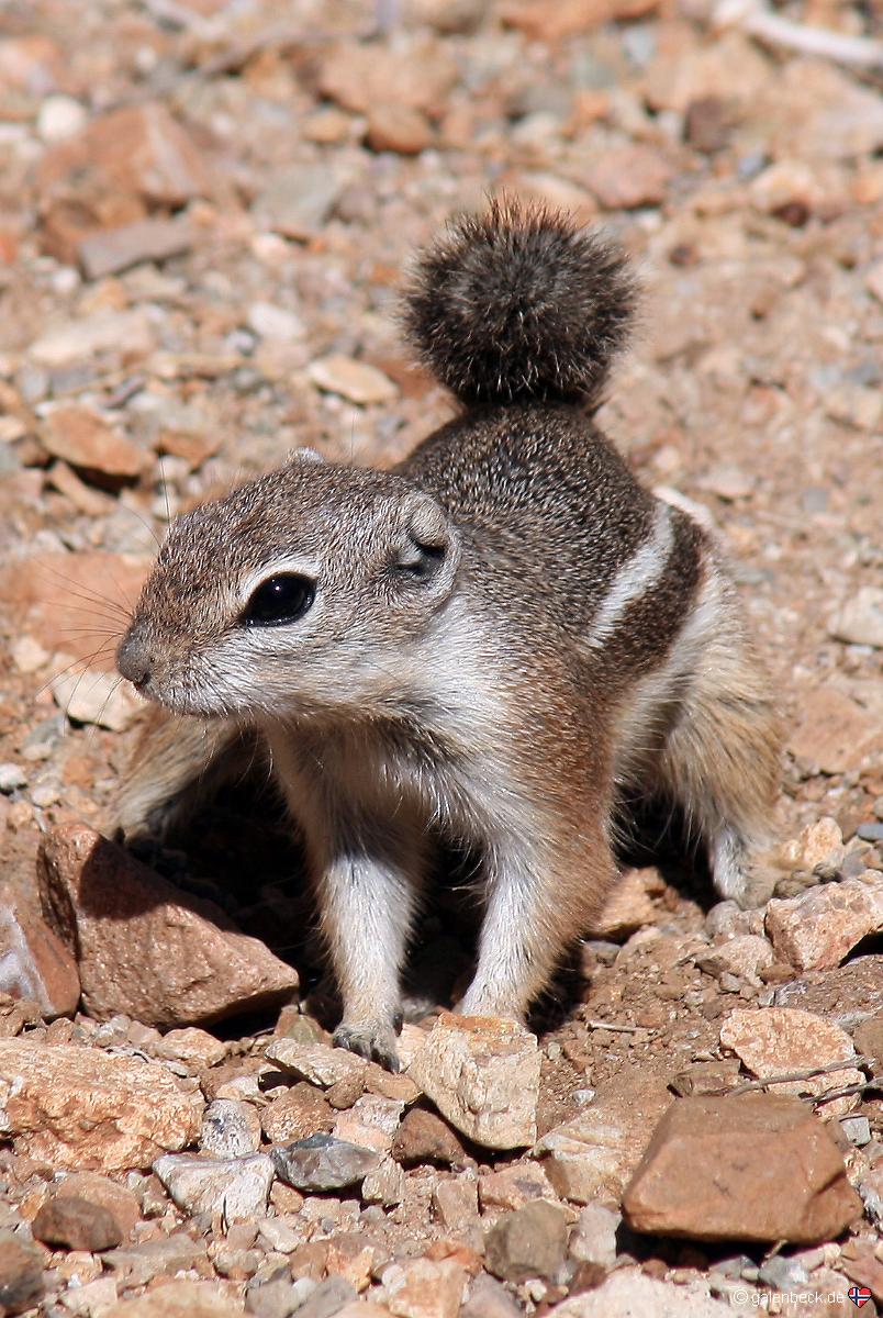 Arizona Desert Museum