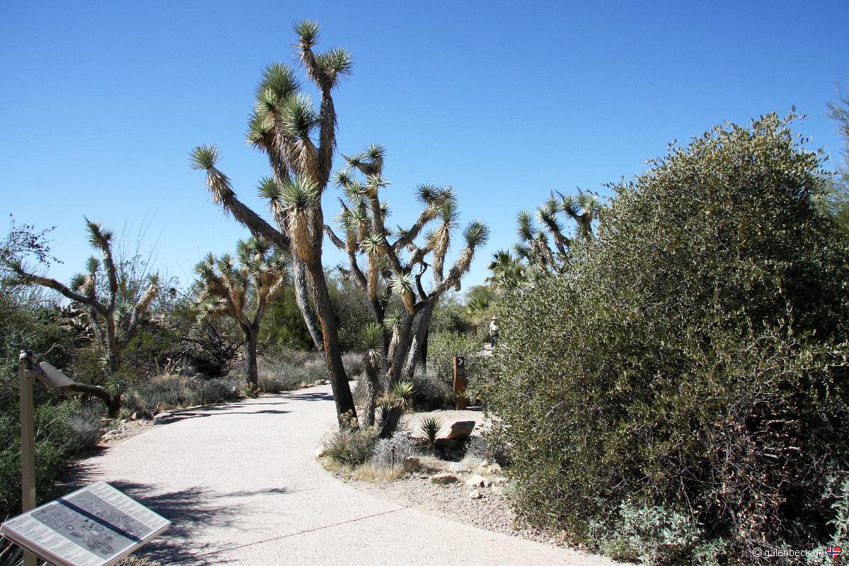 Arizona Desert Museum